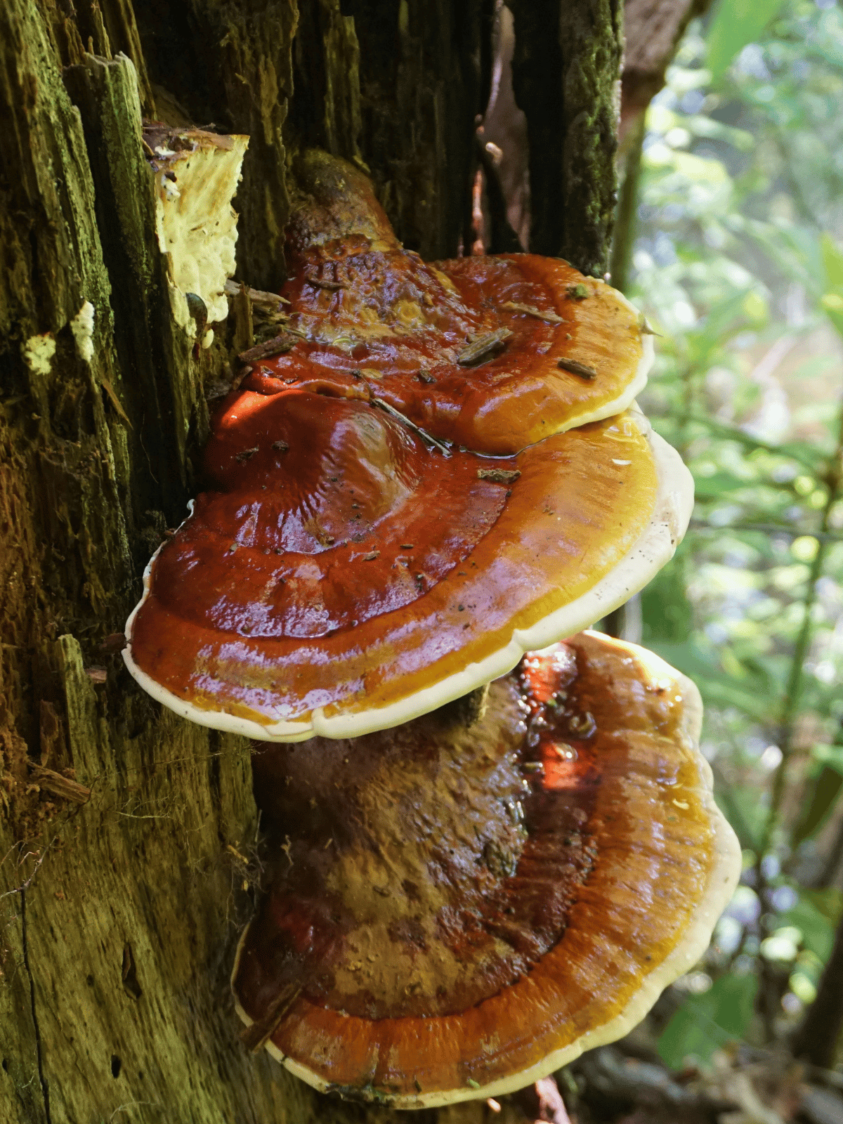 Reishi Mushroom: Possible Side Effects and Safety Considerations