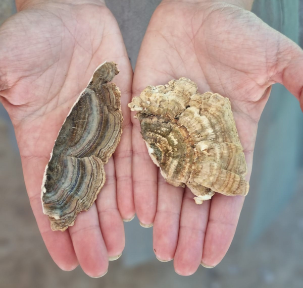 Two fresh whole mushrooms held in hands representing Australian Grown Turkey Tail Powder natural source